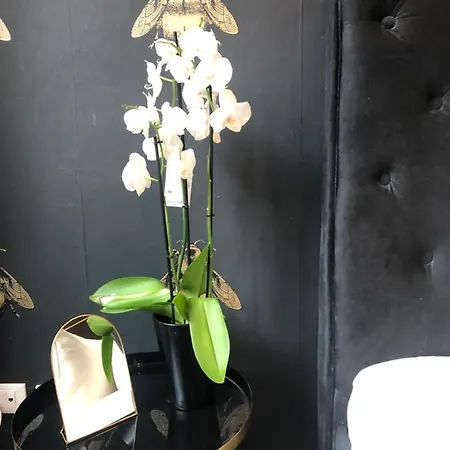 Lippi 42 With Private Garden Nocleg ze śniadaniem Mediolan